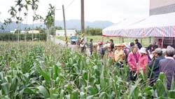 本場舉辦硬質玉米合理化施肥田間成果說明會，田間硬質玉米生長良好，預估產量每公頃4.5噸以上，現場並介紹代耕業者給參加之百位農民，鼓勵大家積極轉作