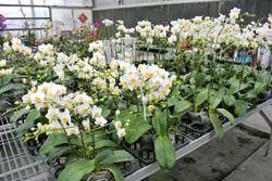 本場以矮化劑處理蝴蝶蘭，讓花梗有長有短，增加蝴蝶蘭盆花產品多樣性，並節省宜蘭花蓮業者催花成本