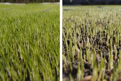 播種後8日，蒸汽處理(左)之生長勢高於慣行處理(右)