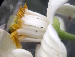 文旦柚開花初期至幼果期，均得注意薊馬防治