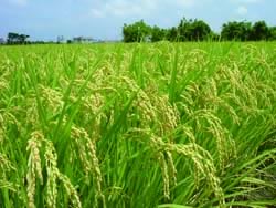 有效分蘗終期排水曬田抑制無效分蘗，提升稻穗抽穗整齊度，減少青米粒發生