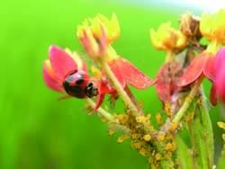 即使肉食性的瓢蟲也需要取食花粉和花蜜