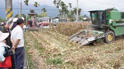 硬質玉米乾燥後可以玉米聯合收穫機採收，農民省時省工無負擔