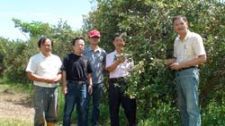 本場與油茶團隊拜訪花蓮縣卓溪鄉崙山社區之油茶園，將持續協助栽培管理及加工輔導，並鼓勵轄區農友新植油茶，本場及團隊將會鼎力協助
