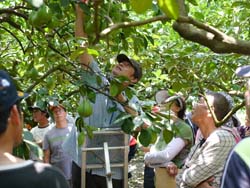 觀摩會帶農友至文旦田區實地說明夏季修剪技術，並即時回應問題