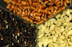 本場開發乾式發芽米技術，符合有機規範且適合所有米種