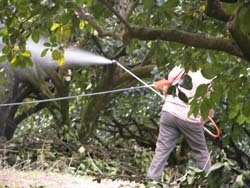 為確保八月收穫之果實品質，目前應注意果實生育，並以液體肥料磷鉀肥為主噴施於葉面上