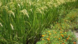 本場於台灣首創將開花植物種植於水稻田埂，吸引天敵昆蟲為水稻防治害蟲