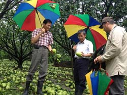 本場將持續輔導災後文旦復耕