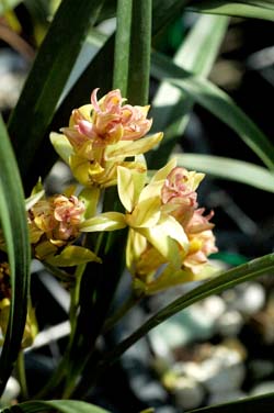 富山奇蝶，為國蘭花型變異之奇花類