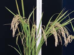 低消化性蛋白－花蓮25號