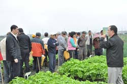 本場蘭陽分場蔬菜研究室林文華為與會農友講解本次芹菜合理化施肥示範工作內容及成果 本場蘭陽分場蔬菜研究室林文華為與會農友講解本次芹菜合理化施肥示範工作內容及成果