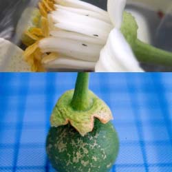 薊馬危害文旦花以及幼果,造成果實品質危害 薊馬危害文旦花以及幼果,造成果實品質危害