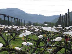 目前正值梨萌芽開花時期,為梨木蝨防治的重要時機 目前正值梨萌芽開花時期,為梨木蝨防治的重要時機