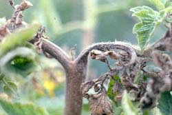 蕃茄晚疫病病徵