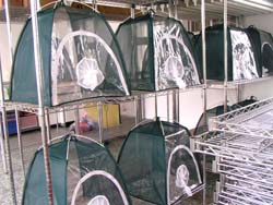 本場植物保護研究室　養蟲室