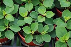 原生觀賞植物紅莖椒草