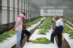 農友於合理化施肥示範區內參觀試驗成果