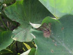 葉片上出現汙褐色濕潤狀的圓形斑點