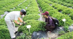 本場研究人員前往全台各地尋覓，收集到多種不同的仙草品種及品系