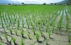 水稻適度曬田管理，減少窒息病發生