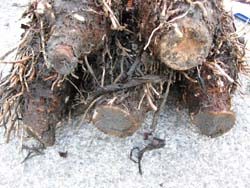 減半施肥芋頭品質良好