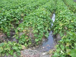 適時灌水有助龍鬚菜生長