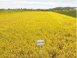 紫苞舌蘭適合作為庭園花卉