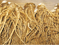 紫苞舌蘭適合作為庭園花卉