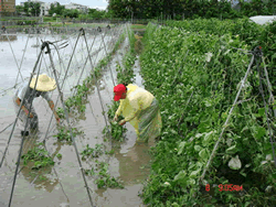 颱風過後支柱恢復豎立，利於作物繼續生長