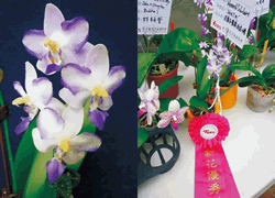 雜交蝴蝶蘭榮獲新花優秀獎