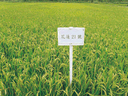 水稻花蓮21號全國試作