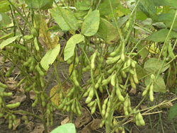 有機栽培大豆田間生長情形