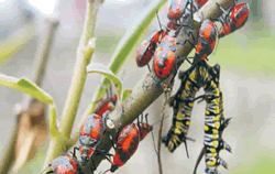 馬利筋上群聚的黃斑粗喙椿象若蟲