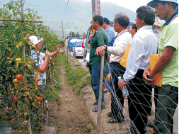 農民現場了解番茄合理化施肥之優點