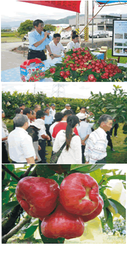 宜蘭蓮霧提早催花調節產期觀摩會現場吸引200位果農共襄盛舉