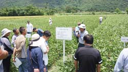 本場育成之大豆花蓮1、2號,於觀摩會中讓農友觀察與比較彼此生長情形 本場育成之大豆花蓮1、2號,於觀摩會中讓農友觀察與比較彼此生長情形