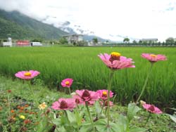 在水稻田間隙種植菊科植物,以及在田埂保留或種植開花植物,可使田區飛蝨等害蟲減少 在水稻田間隙種植菊科植物,以及在田埂保留或種植開花植物,可使田區飛蝨等害蟲減少
