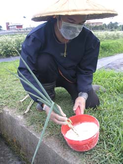 青蔥種苗以木黴菌等有益微生物粉衣處理，可提升產量