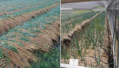 受風雨影響，青蔥折損嚴重（左），但種植在簡易防颱網室生育情形良好無災損（右）