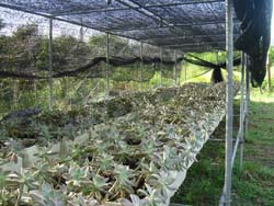 簡易網室防颱設施夏季調節日照量、冬季保溫避免霜害 簡易網室防颱設施夏季調節日照量、冬季保溫避免霜害