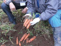 使用和鄉園有機堆肥所生產的胡蘿蔔