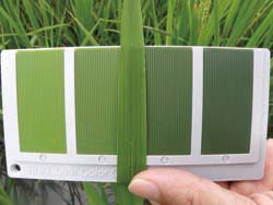 葉色等級位於3.5時（葉色板等級介於第3級至第4級間），葉色屬於正常值，顯示稻株營養狀況良好，可依慣行用量施肥
