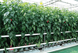 Hwaseong 21農場彩色甜椒之生產情形