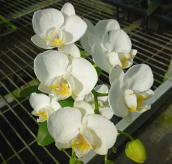 Phal. amabilis Phal. amabilis