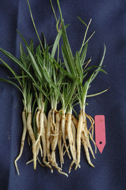 綬草組培苗於溫室中栽培後，長成株高達10餘公分，並有超過5公分之根系