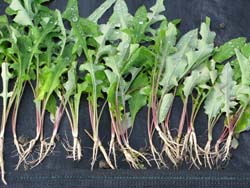 適合移植之山萵苣小苗