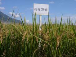 花蓮20號為中晚熟水稻品種，米粒較大且飽滿，米質外觀晶瑩剔透，抗葉稻熱病與穗稻熱病，稻稈強硬，不易倒伏，適合機械收穫，且有發展潛力