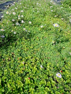 多種耐踐踏之台灣原生植物，種植組合成豐富具層次感的植生毯，隨季節綻放不同花卉，吸引有益天敵昆蟲