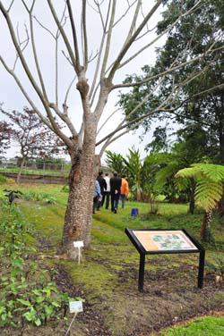 本場研究原生蔬菜，於場內建立研究園區，提供種原保存及教學推廣等用途